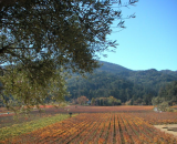 Vigneti Niebaum-Coppola.